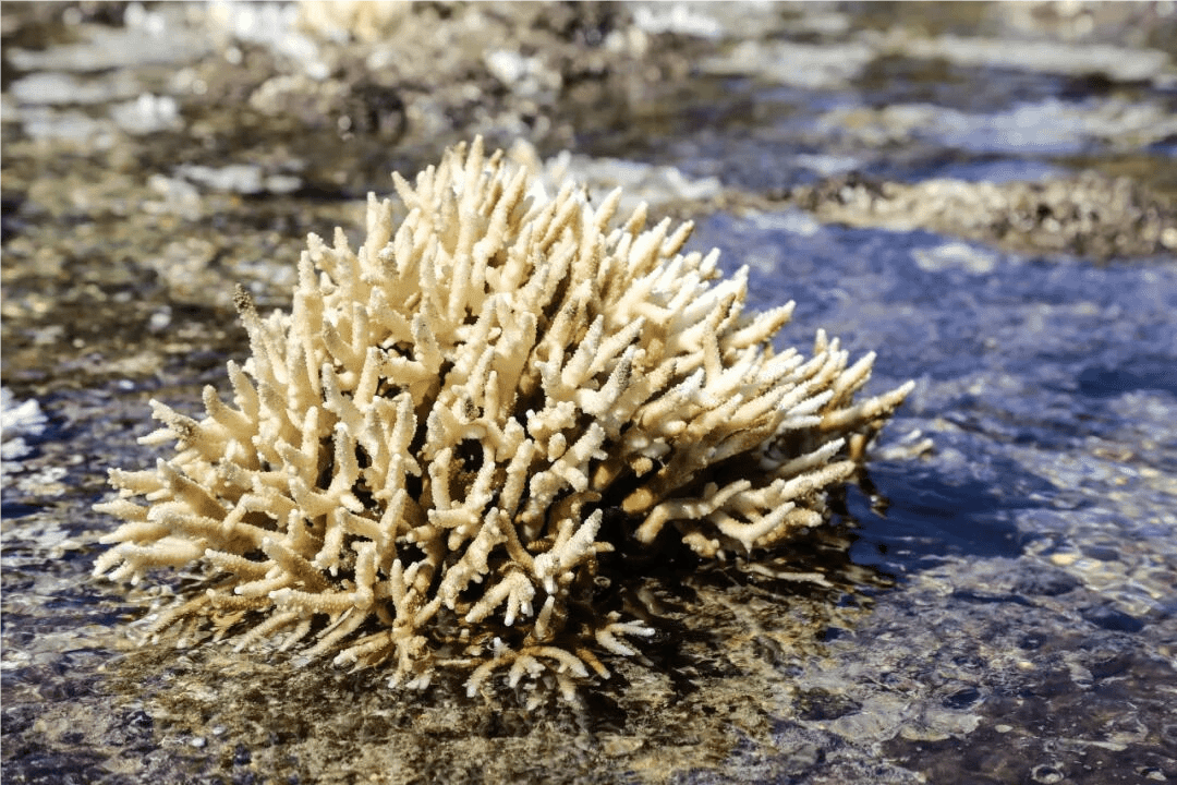 必维 GSTC 认证！三亚文华东方酒店与必维共推可持续