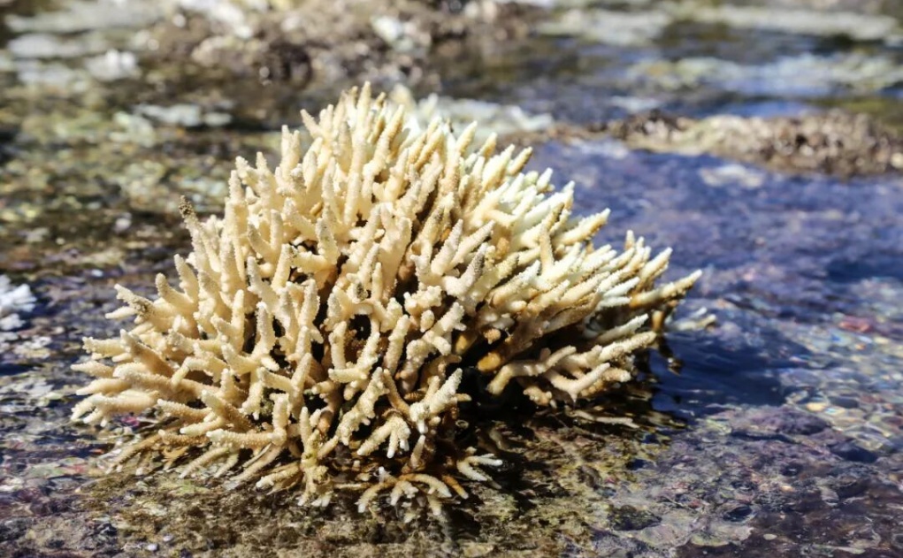 必维为三亚文华东方颁GSTC认证 奢旅融绿色可持续